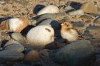 snowBunting_131214g.jpg