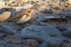 snowBunting_131214h.jpg