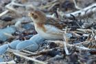 snowBunting_131214i.jpg