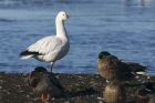 snowGoose_030215a.jpg