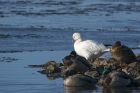 snowGoose_030215e.jpg