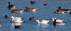 Filename=snowgeese_300110c.jpg
Filesize=245KB
Dimensions=1000x454
Date added=Jan 31, 2010 snowgeese_300110c.jpg