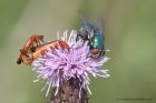 soldierBeetle_090711a.jpg