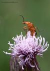 soldierBeetle_120710a.jpg