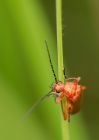 soldierBeetle_180709b.jpg