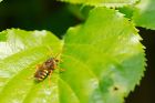 Filename=solitary_gdn_090420a.jpg
Filesize=490KB
Dimensions=1200x800
Date added=Apr 02, 2021 solitary_gdn_090420a.jpg