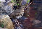 songThrush_020111a.jpg