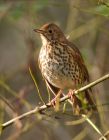 songThrush_071208a.jpg