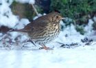 Filename=songThrush_09012010a.jpg
Filesize=193KB
Dimensions=1000x714
Date added=Jan 10, 2010 songThrush_09012010a.jpg