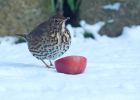 songThrush_09012010c.jpg