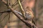 songThrush_170312b.jpg