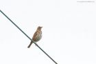 songThrush_HB_280521a.jpg