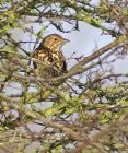 songthrush_0303a.jpg