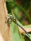 Filename=southernHawker_HB_230823a.jpg
Filesize=804KB
Dimensions=1007x1300
Date added=Aug 28, 2025 southernHawker_HB_230823a.jpg