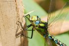 Filename=southernHawker_HB_230823b.jpg
Filesize=736KB
Dimensions=1300x866
Date added=Aug 28, 2025 southernHawker_HB_230823b.jpg