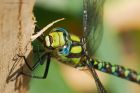 Filename=southernHawker_HB_230823c.jpg
Filesize=707KB
Dimensions=1300x867
Date added=Aug 28, 2025 southernHawker_HB_230823c.jpg