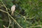 spFlycatcher_050611a.jpg