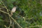 spFlycatcher_050611b.jpg