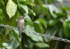 spFlycatcher_050611d.jpg