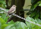 spFlycatcher_050611g.jpg