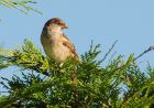 sparrow_051008b.jpg