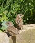 sparrow_0608a.jpg