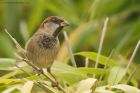 sparrow_091015a.jpg