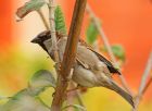 sparrow_130408a.jpg