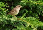 sparrow_160909a.jpg