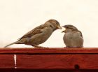 Filename=sparrow_220508a.jpg
Filesize=158KB
Dimensions=800x589
Date added=Nov 12, 2008 sparrow_220508a.jpg