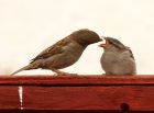 sparrow_220508b.jpg