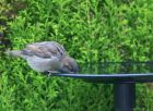 Filename=sparrow_2404b.jpg
Filesize=104KB
Dimensions=800x587
Date added=Nov 12, 2008 sparrow_2404b.jpg