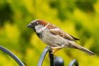 sparrow_240515a.jpg