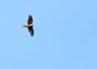 Filename=sparrowhawk_020709a.jpg
Filesize=146KB
Dimensions=800x571
Date added=Jul 04, 2009 sparrowhawk_020709a.jpg
