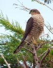 sparrowhawk_031008a.jpg