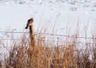 sparrowhawk_09012010a.jpg