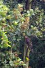 Filename=sparrowhawk_110811a.jpg
Filesize=229KB
Dimensions=533x800
Date added=Aug 12, 2011 sparrowhawk_110811a.jpg