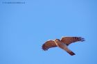 sparrowhawk_160512a.jpg