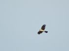 sparrowhawk_160707a.jpg