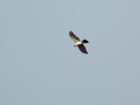 sparrowhawk_160707b.jpg