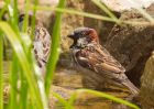 sparrows_040709a.jpg