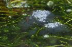 Filename=spawn_gdn_010319a.jpg
Filesize=396KB
Dimensions=1000x667
Date added=Mar 04, 2021 spawn_gdn_010319a.jpg