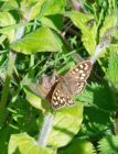 speckledWood_020508b.jpg