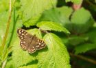 Filename=speckledWood_020509a.jpg
Filesize=200KB
Dimensions=800x571
Date added=May 02, 2009 speckledWood_020509a.jpg
