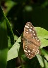 speckledWood_020809a.jpg