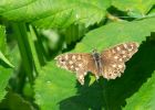 speckledWood_020908a.jpg