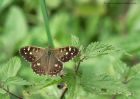 speckledWood_040910a.jpg