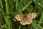 speckledWood_100613a.jpg