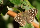 speckledWood_100909a.jpg