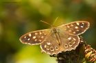 speckledWood_130915a.jpg